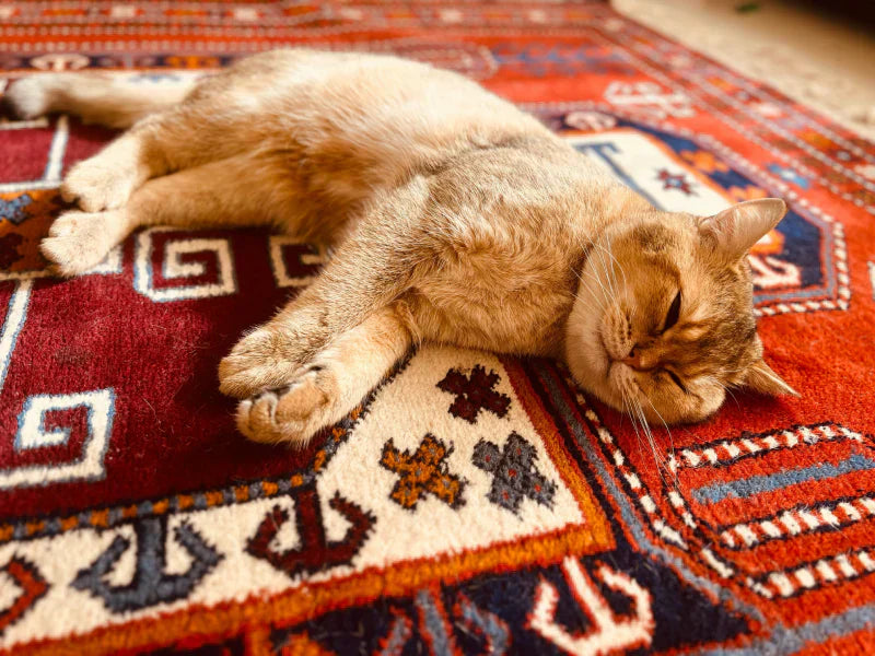 How to Keep Rugs Clean When You Have Kids or Pets