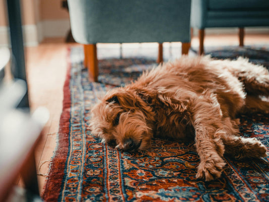 Best Rug Materials for Every Lifestyle: From Kids to Pets